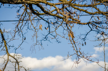 Fototapeta na wymiar Canopy of deciduous trees in winter 