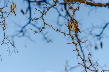 Canopy of deciduous trees in winter 
