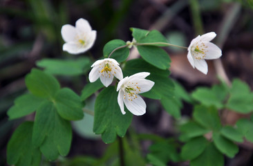 Isopyrum thalictroides blooms in the wild in the forest