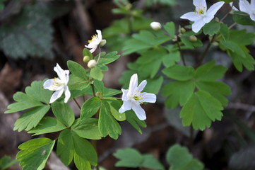 Isopyrum thalictroides blooms in the wild in the forest