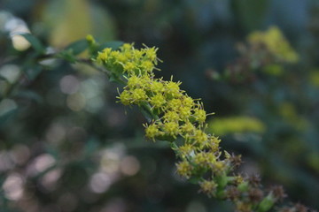 Forest Goldenrod