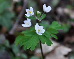 Isopyrum thalictroides blooms in the wild in the forest