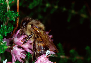 Heath, Heather flower, heather, Caluna vulgaris, Lower Saxony, Germany, Europe