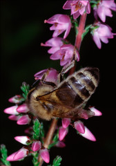 Heath, Heather flower, heather, Caluna vulgaris, Lower Saxony, Germany, Europe