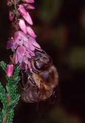 Heath, Heather flower, heather, Caluna vulgaris, Lower Saxony, Germany, Europe