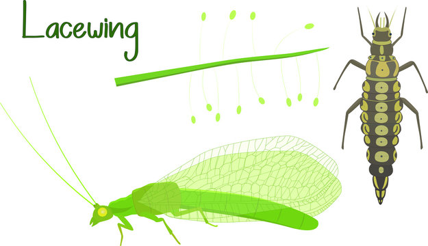 Life cycle of lacewing (Chrysopa). Lacewing flat vector illustration on white background. Useful insect for organic farming.