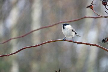 willow tit on a branch	