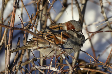 A dishevelled House Sparrow (Passer domesticus) perched on a branch. Samara, Russia. Winter, February. 