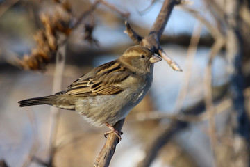 A House Sparrow (Passer domesticus) perched on a branch. Samara, Russia. Winter, February. 