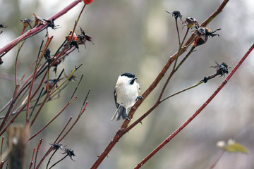 willow tit on a branch	