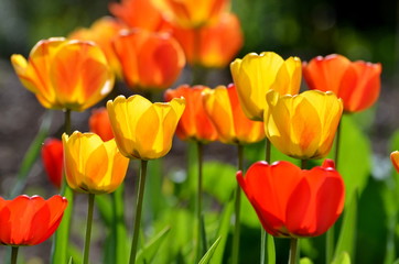 Tulpen im Gegenlicht