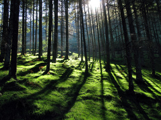 Obraz premium Forest Shadows Green Grass