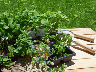 Herb seedlings and seed packets being readied to plant in the garden outside on a work table in the sunshine