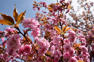Blütenmeer im Frühling