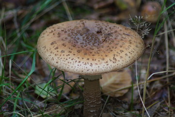 toadstools - poisonous mushrooms © Tomek