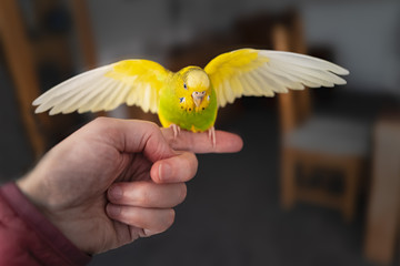 Yellow and green budgerigar parakeet pet taking off from the finger and hand of a person.  The little bird has her wings at full span. © Christine Bird