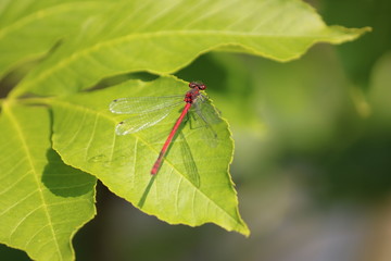 Fototapeta premium Libelle 3