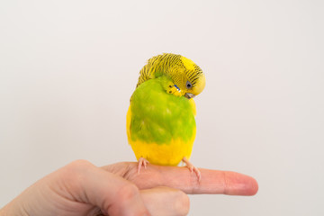 Cute yellow and green budgerigar sitting on a finger preening herself but looking like she is hiding or falling to sleep.