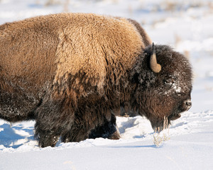 Bison Yellowstone January 2020