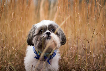 Puppy in Tall Grass