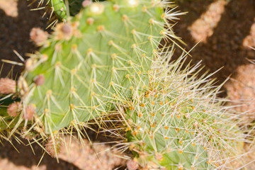 cacti close up