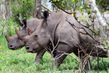 Obraz premium Rhinos oin the bush, South Africa