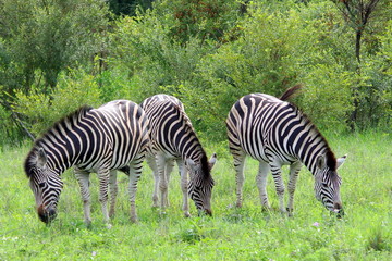 Zebra mowing grass