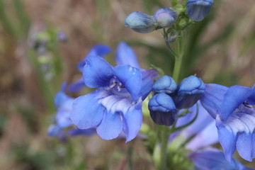 Blue Penstemon Flowers