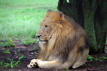 Lion male closeup