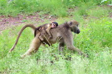 Baboon carrying youngster