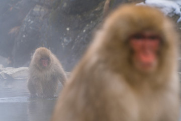 Japanese Snow Monkey drinks hot spring water among Snowy Mountain in Jigokudani Snow Monkey Park (JIgokudani-YaenKoen) at Nagano Japan on Feb. 2019.