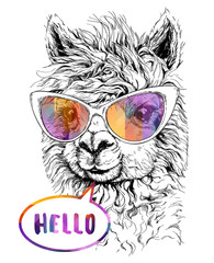 LAMA Alpaca in eyeglasses, Hipster style drawing, isolated on white. Object for advertisement, web page design, poster, banner, print element. vector illustration. © Diana