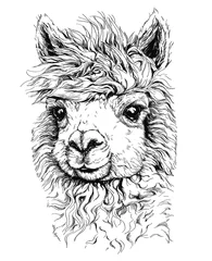 Foto auf Alu-Dibond realistic sketch of LAMA Alpaca, black and white drawing, isolated on white. vector illustration. © Diana