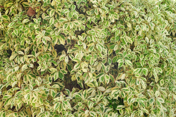Fototapeta premium Lush green carpet of leaves