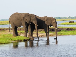 Fototapeta na wymiar Elephant at the watering hole, wild animals.
