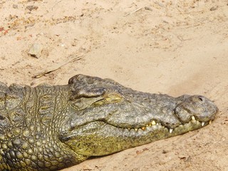 Sleeping crocodile, wild animals.