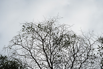  Trees and small branches And the background is a bright sky
