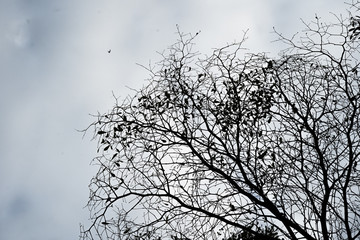 Trees and small branches And the background is a bright sky