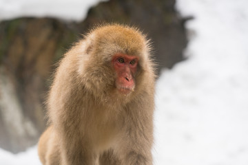 Japanese Snow Monkeys stay around the hot spring among snowy mountain in Jigokudani Snow Monkey Park (JIgokudani-YaenKoen) at Nagano Japan on Feb. 2019.