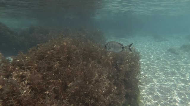 sargo&nbsp;or&nbsp;white seabream&nbsp;(Diplodus sargus) swims in the water column