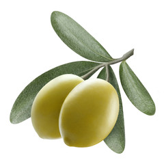 Two ripe olives on the branch, isolated on white background