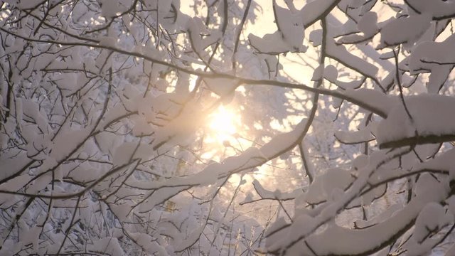 Snowy sunset and blizzard. Beautiful winter background