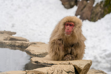 Japanese Snow Monkeys stay around the hot spring among snowy mountain in Jigokudani Snow Monkey Park (JIgokudani-YaenKoen) at Nagano Japan on Feb. 2019.