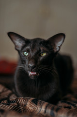 Oriental shorthair cat sits at home