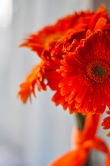 Bouquet of orange gerberas flowers