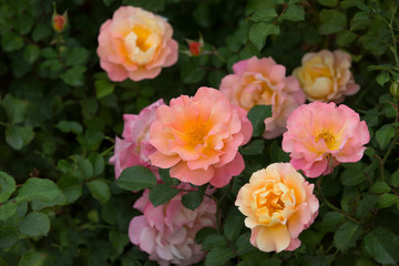 Yellow and pink roses in the garden.