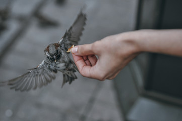 Close-up of man, who giving a piece of bread to sparrow