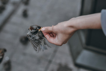 Close-up of man, who giving a piece of bread to sparrow
