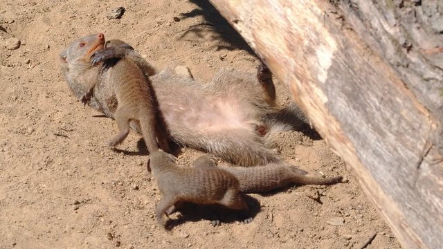 Banded mangooses family, 4k