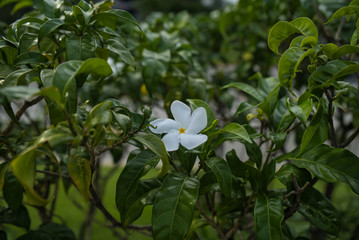 Fauna Flora Panama Hut Blume Hibiskus blühende Pflanze © Angelika Beck